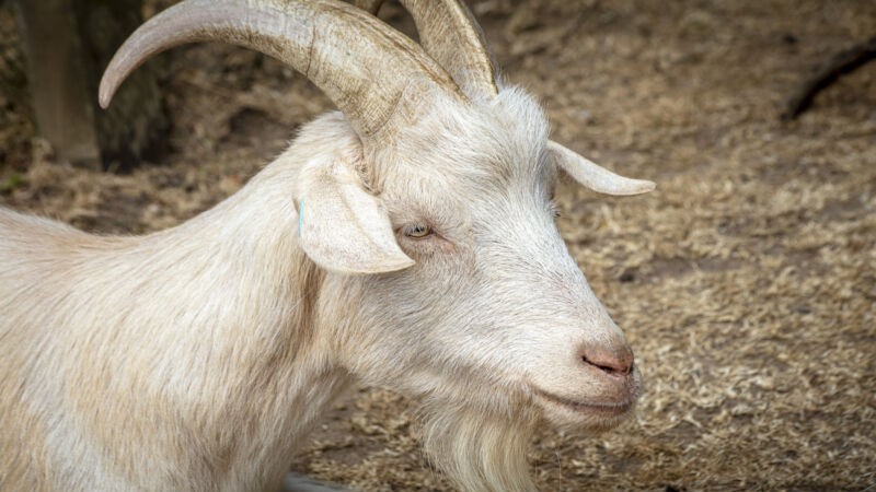 Animal Welfare Rules for UK Theme Parks With Animals Set for Major Overhaul